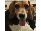 Adopt Daisy a Black - with Tan, Yellow or Fawn Beagle / Mixed dog in Miami