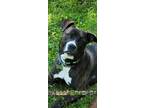 Adopt Bailey a Brindle American Pit Bull Terrier / Mixed dog in Macomb