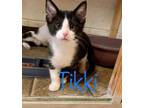 Adopt Tikki a Black & White or Tuxedo Domestic Shorthair (short coat) cat in
