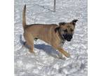 Adopt Thor a Tan/Yellow/Fawn German Shepherd Dog / Mixed dog in Lincoln