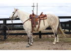 Really Stout Made Aqha Registered Dapple Gray Ranch Horse