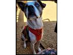 Adopt Tyson McNuggy a Brown/Chocolate - with White Boxer / Australian Cattle Dog
