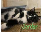 Adopt Jordan a Black & White or Tuxedo Domestic Shorthair (short coat) cat in