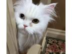 Adopt Safa a White Persian (long coat) cat in Toronto, ON (37136153)