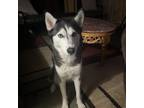 Adopt Lucci a Black - with White Husky / Mixed dog in Marietta, GA (37135852)