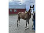 Adopt Ivy a Roan Other/Unknown horse in Sharon Center, OH (37136054)