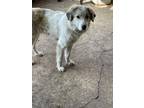 Adopt Rocky a Australian Shepherd / Mixed dog in Denver, CO (37135533)