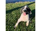 Adopt Chanel a Gray/Silver/Salt & Pepper - with White Poodle (Miniature) / Mixed