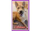 Adopt Athena a Husky dog in South Mills, NC (37135341)
