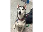 Adopt Darcy a Siberian Husky / Mixed dog in Golden, CO (37135260)