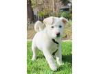 Adopt Ghost a White German Shepherd Dog dog in Pleasant Hill, CA (37134115)