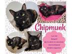 Adopt Chipmunk a All Black Domestic Shorthair (medium coat) cat in Woodhaven