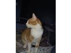 Adopt Cheddar a Orange or Red Tabby Calico / Mixed (short coat) cat in Van Buren