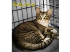 Adopt Baby Jerry a Domestic Shorthair / Mixed (short coat) cat in Cambridge