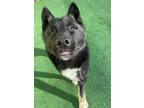 Adopt Barnaby a Husky / German Shepherd Dog / Mixed dog in Warren, MI (37134008)