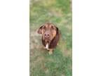 Adopt Shelby a Basset Hound / Labrador Retriever / Mixed dog in Ocala