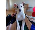 Adopt Maddy a White - with Black Jack Russell Terrier / Mixed dog in San