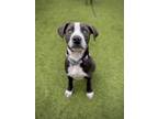 Adopt Baby Jones a Gray/Silver/Salt & Pepper - with White Pit Bull Terrier /