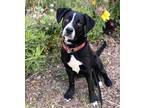 Adopt Marla a Black - with White Pit Bull Terrier / Mixed dog in San Francisco