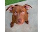Adopt Red a Red/Golden/Orange/Chestnut Pit Bull Terrier / Mixed dog in San