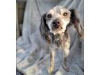 Adopt Snoopy a Gray/Blue/Silver/Salt & Pepper Poodle (Miniature) / Mixed dog in