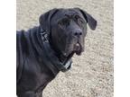 Adopt Violet a Black Cane Corso / Mixed dog in Wappingers, NY (37133608)