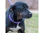 Adopt Charlie a Black Hound (Unknown Type) / Mixed dog in Patterson