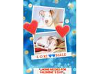 Adopt Loki a White - with Tan, Yellow or Fawn American Pit Bull Terrier /