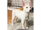 Adopt Freya a White Husky / Labrador Retriever / Mixed dog in Boulder