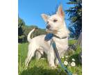 Adopt Max a White - with Tan, Yellow or Fawn Jack Russell Terrier / Terrier