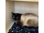 Adopt Trudeau a White (Mostly) Tonkinese / Mixed cat in Rifle, CO (37133245)