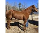 Adopt Cash a Quarterhorse / Mixed horse in Hohenwald, TN (37133174)