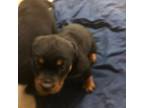 Rottweiler Puppy for sale in Wallace, NC, USA