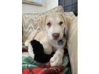 Adopt Karl a Brown/Chocolate Pit Bull Terrier / Husky dog in Denver