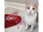 Adopt Dolly a White (Mostly) Domestic Shorthair (short coat) cat in Smithfield