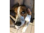 Adopt Lucero a Tricolor (Tan/Brown & Black & White) Beagle / Mixed dog in