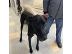 Adopt Waylon (WayWay) a Black Great Dane / Mixed dog in Warrensburg
