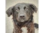 Adopt Carbon a Black Collie / Mixed dog in Chatham, VA (37131603)