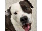 Adopt Green Bean a White - with Tan, Yellow or Fawn Pit Bull Terrier / Mixed dog