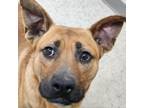 Adopt Finn a Brown/Chocolate Pit Bull Terrier / Mixed dog in Chatham