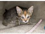 Adopt Jelly Bean a Brown Tabby Domestic Shorthair (short coat) cat in Calgary