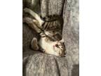Adopt Fender a Brown Tabby Domestic Shorthair (short coat) cat in Calgary