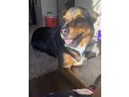 Adopt Maggie a Brown/Chocolate - with White German Shepherd Dog / Rottweiler /