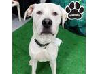 Adopt Ringo a White Labrador Retriever / Mixed dog in Tangent, OR (36039542)