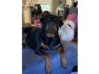 Adopt Tank a Brown/Chocolate - with Black Rottweiler / Mixed dog in Temperance