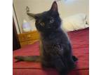 Adopt Ash a All Black Domestic Mediumhair / Mixed (medium coat) cat in Windsor