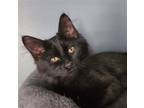 Adopt Sgadow a All Black Domestic Mediumhair / Mixed (medium coat) cat in