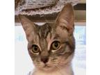 Adopt Aurelia a Gray, Blue or Silver Tabby Domestic Shorthair (short coat) cat