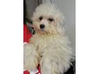 Adopt Betty a White Miniature Poodle / Schnauzer (Miniature) / Mixed dog in Los