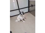Adopt Greta a White Great Pyrenees / Mixed dog in Fort Worth, TX (37130317)